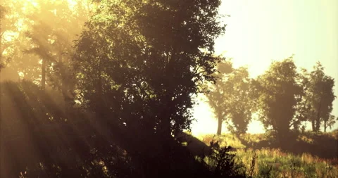 Sunlight filters through trees in a serene forest during morning hours Vídeo Stock 306205350