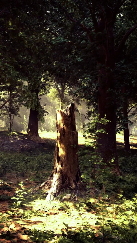 Sunlight filters through trees in a serene forest during early morning hours 库存影片 329679293
