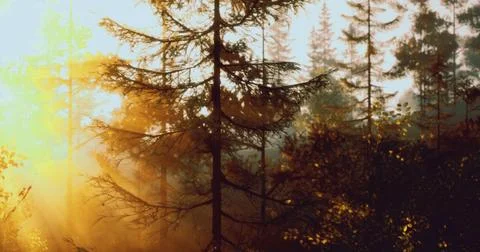 Sunlight filters through trees in a serene forest at sunset Illustrazione stock