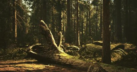 Sunlight filters through trees in a serene forest with fallen logs Stock Illustration