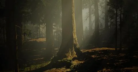 Sunlight filters through trees in a serene forest setting during golden hour Stock Illustration