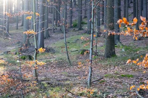 Sunlight filters through trees in a serene forest during late autumn, where Stock Photos