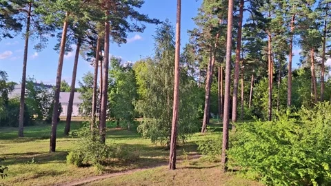 Sunlight filters through the trees small town Stock Footage 342590992