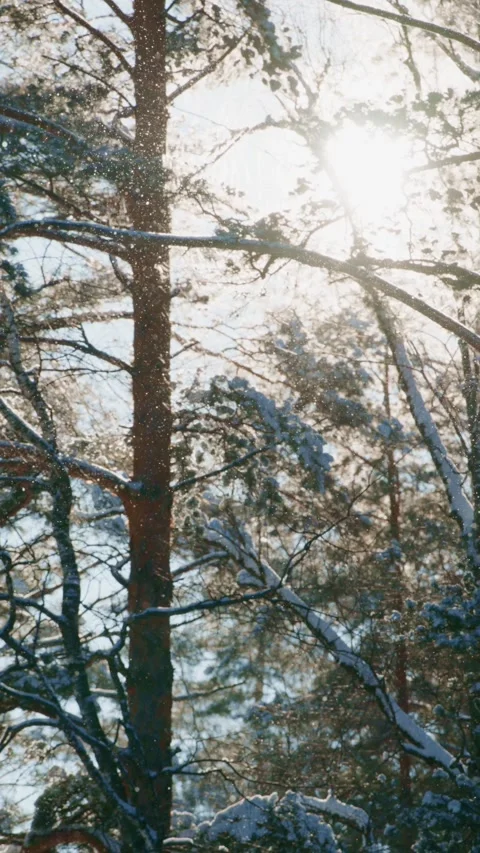Sunlight filters through trees in a snowy forest landscape during winter 스톡 동영상 312862465