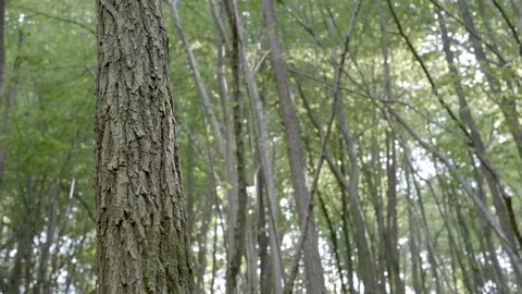 Sunlight filters through trees of a thick wood. Panning 4K 库存影片 164681618
