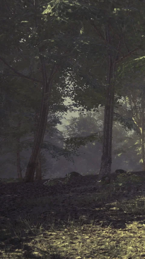 Sunlight filters through trees in a tranquil forest setting near dawn Stock Footage 341396783