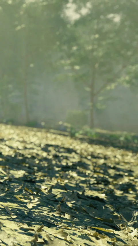 Sunlight filters through trees in a tranquil forest scene during golden hour Stock Footage 341402950