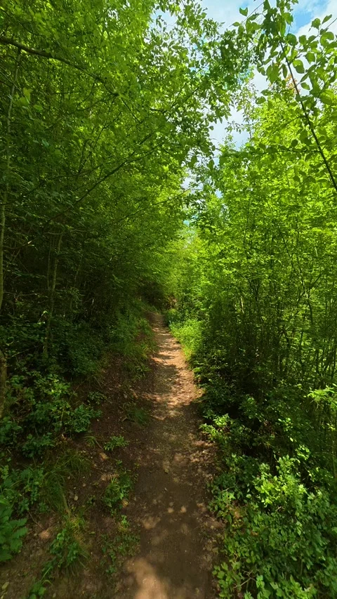 Sunlight filters through vibrant green leaves. Gradasnica River Canyon, Vertical Vídeo Stock 341964897
