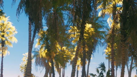 Sunlight Filters Through Vibrant Palm Trees in a Tropical Paradise Vídeos de archivo 344822018
