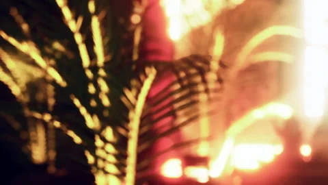 Sunlight filters through windows onto a plant in a cozy interior Stock Footage 344550609