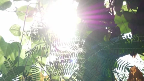 Sunlight Flare - 01 Stock Footage 165713354