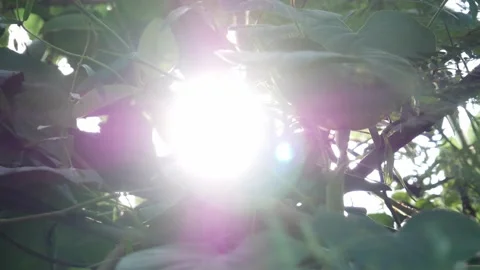 Sunlight Flare - 02 Stock Footage 165713342