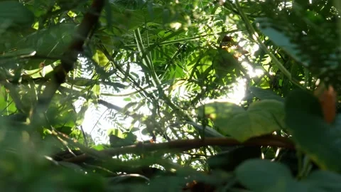 Sunlight Flare - 03 Stock Footage 165728768