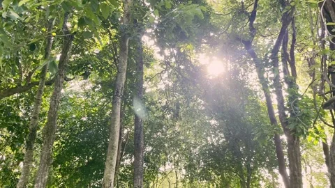 Sunlight with flare breaking through the green trees. Panning right shot. Stock Footage 207025541