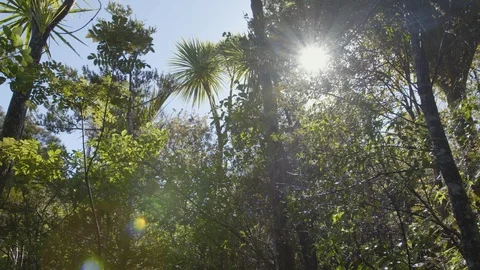 Sunlight Flare in Forest (Movi) Stock Footage 86506003