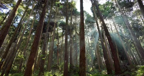 Sunlight flare over the forest Stock Footage 237908080