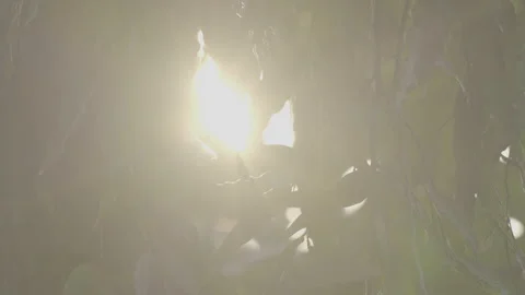 Sunlight Flare Shining Through Green Leaves 10bit slog3 Stock Footage 346012426