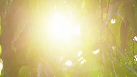 Sunlight Flare Shining Through Green Leaves Stock Footage 346014182