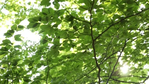 Sunlight with flare through green tree crown motion 動画素材 231905242