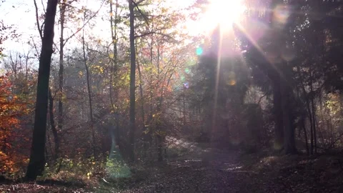 Sunlight flare through mist and leaves in autumn temperate forest, Denmark Video stock 142736524
