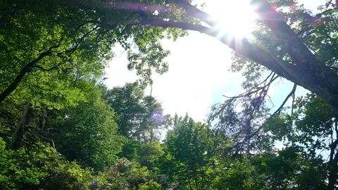Sunlight flare through trees_Slow Motion Tilt Stock Footage 243531398