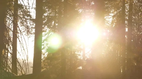 Sunlight flares through forest woods Stock-Footage 99606304