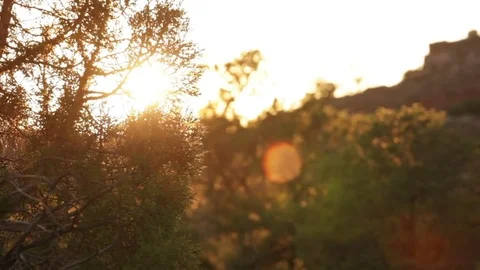 Sunlight flaring behind desert bush Stock Footage 74096357