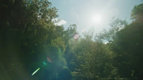 Sunlight flaring in the forest Stock Footage 152835496