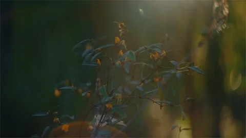 Sunlight flaring on a native flowering tree in the forest Stock Footage 107269357