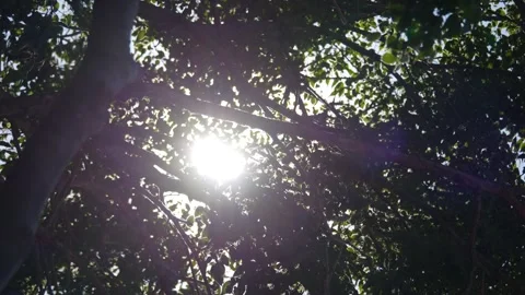 Sunlight flaring through tree leaves in a forest, creating natural light pa.. Stock Footage 294323986