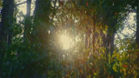 Sunlight flaring through trees in the forest Stock Footage 107270331