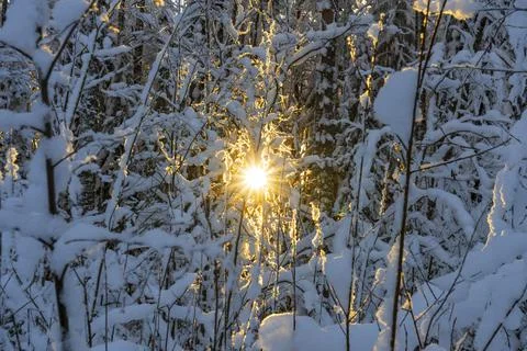 Sunlight flashed through snowy forest in frosty winter day Фото