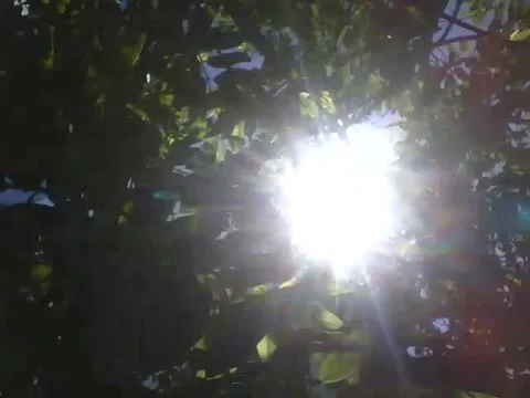 The sunlight flashes and lights up the pine tree, a magical moment! Stock Footage 166426721