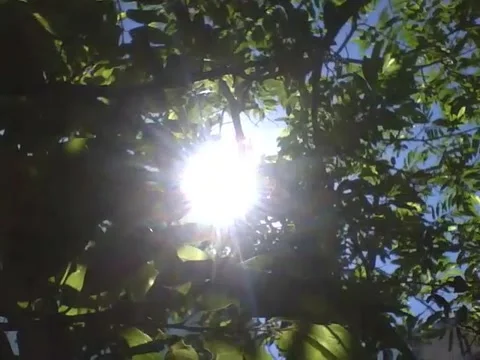 The sunlight flashes and lights up the pine tree in the afternoon, beautiful Stock Footage 166427020