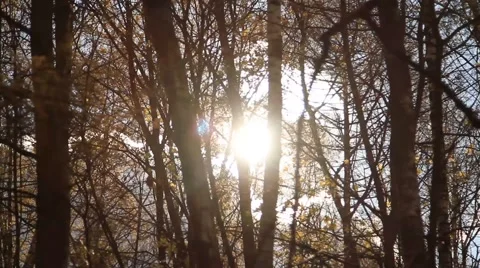 Sunlight flashing through forest trees - HD 1980 X 1020 Video stock 885811