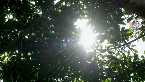 Sunlight flickering behind swaying leaves Stock Footage 292505803