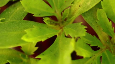 SUNLIGHT FLICKERING ON PLANT - TIME LAPSE Stock Footage 52594282