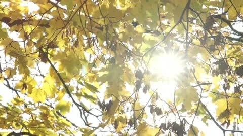 Sunlight Flickering Through Autumnal Maple Leaves Stock Footage 11159097