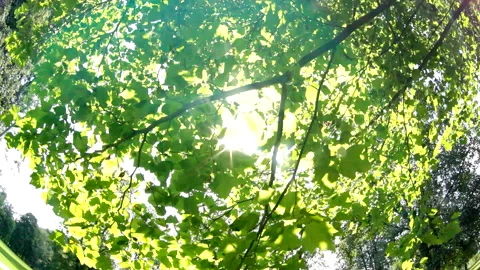 Sunlight flickering through branches and leaves on clear summer day Stock Footage 131328492