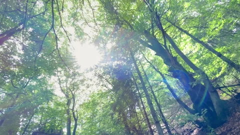 Sunlight flickering through branches and leaves on clear summer day in the deep 스톡 동영상 254002946