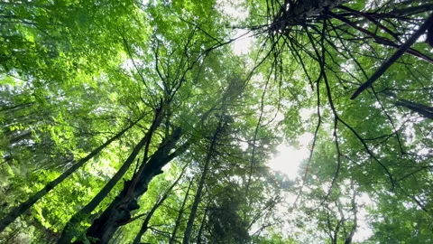 Sunlight flickering through branches and leaves on clear summer day in the deep Stock Footage 265781588