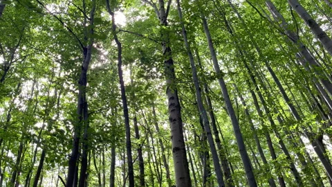 Sunlight flickering through branches and leaves on clear summer day in the deep Stock Footage 274764800