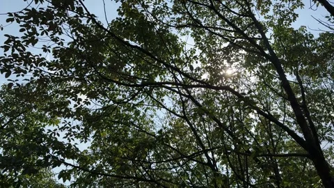 Sunlight Flickering Through Green Tree Leaves in Summer 스톡 동영상 334699372