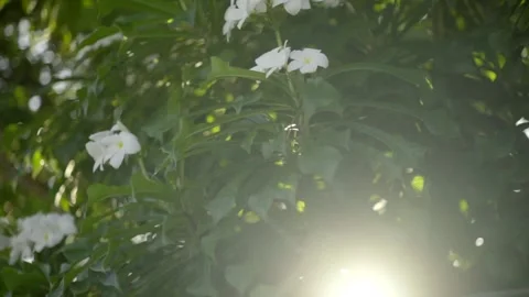 Sunlight flickering through leaves and white wild flower bush Stock Footage 146872878