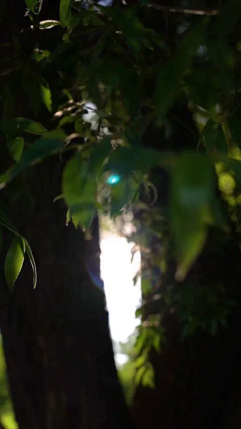 Sunlight Flickering Through Leaves in a Serene Forest Stock Footage 280298201