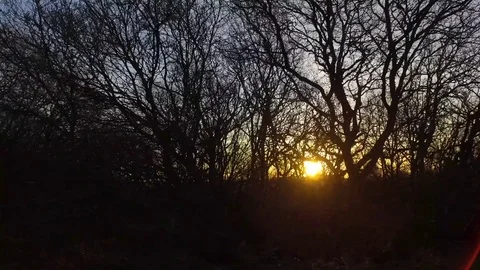 Sunlight flickering through the trees. 库存影片 71133723