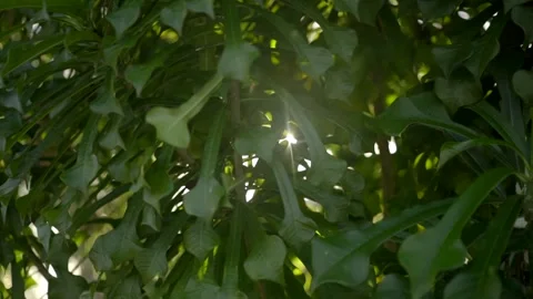 Sunlight flickering through tropical green leaves Stock Footage 146759720