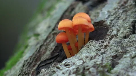 Sunlight flickering on tiny orange mushrooms growing on side of tree Stock Footage 68287015