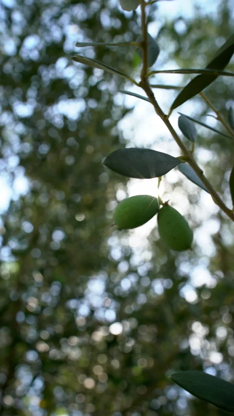 Sunlight Flickers Behind Olive Branch With Two Green Olives Video stock 344915678