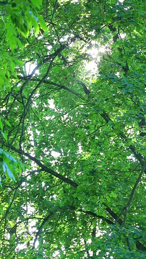 Sunlight flickers through lush green tree canopy in summer Stock Footage 326384324